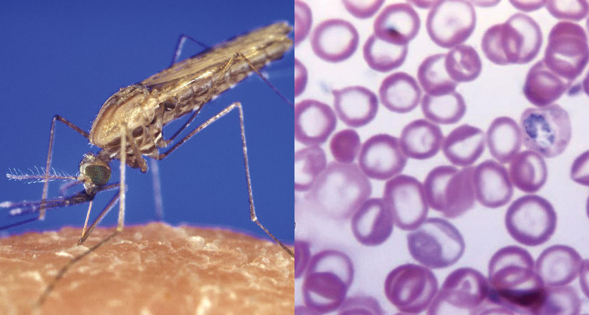 New method to block malaria transmission identified - Study/newsheadline247