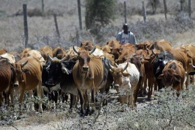 Come back home, Northern elders urges herdsmen to relocate from the south/newsheadline247