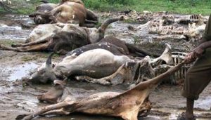 Ondo Govt. bans sales of meat as lightning kills cows again/newsheadline247