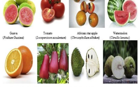 Coronavirus: Eat ‘agbalumo’, guava, other fruits to boost immune system – Researchers - newsheadline247.com