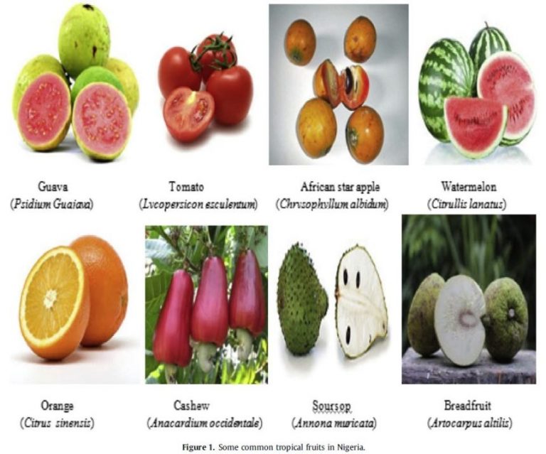 Coronavirus: Eat ‘agbalumo’, guava, other fruits to boost immune system – Researchers - newsheadline247.com