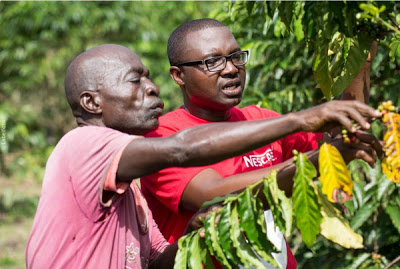 World Coffee Day: Nestlé Helps Boost Coffee Production in Africa - newsheadline247.com
