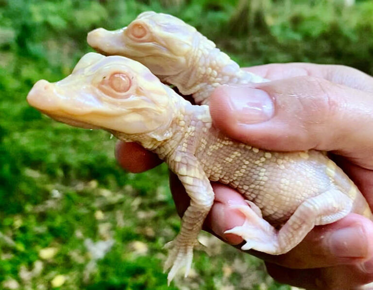 Adorable Baby Albino Alligator Photos Shared by Florida Zoo: ‘We’re Really Excited’