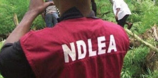 Immigration Officer, 2 others arraigned for alleged drug trafficking | NDLEA