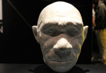 86,000-year-old human bone shows failed expansions out of Africa – study