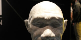 86,000-year-old human bone shows failed expansions out of Africa – study