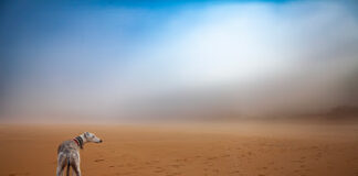 Carlos Salvador wins Canon Redline Challenge 2023 with image of his dog on a morning walk