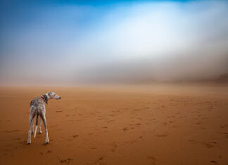 Carlos Salvador wins Canon Redline Challenge 2023 with image of his dog on a morning walk
