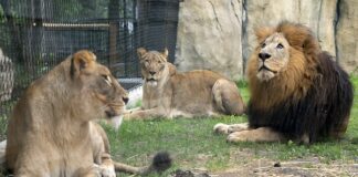 How Lion Attacked, Killed OAU Zoo Keeper…, VC calls for probe