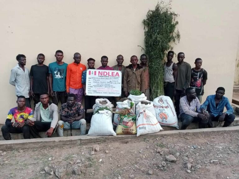 NDLEA Busts Major Drug Rings: Cocaine Seized, Tramadol Kingpin Arrested, Bandits’ Supplier Captured, 31,600kg Cannabis Destroyed