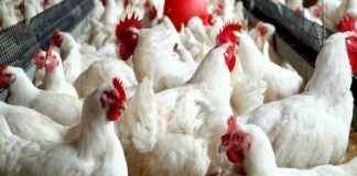 Food Security: Federal Government, stakeholders join forces to enhance poultry production