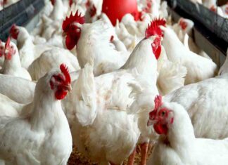 Food Security: Federal Government, stakeholders join forces to enhance poultry production