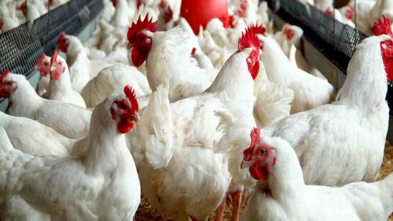 Food Security: Federal Government, stakeholders join forces to enhance poultry production