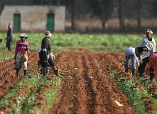 Nigeria Partners Brazil To Boost Agribusiness In 774 LGAs