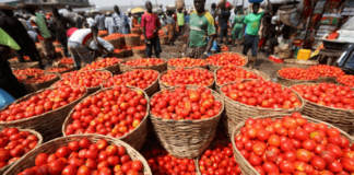 Tomato Prices Drop in Lagos, Other Parts of Nigeria Amid Bumper Harvest
