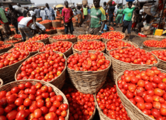 Tomato Prices Drop in Lagos, Other Parts of Nigeria Amid Bumper Harvest