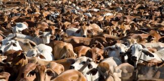 Sallah Support: Turkiye to Distribute 6,000 Cows to Needy Nigerians
