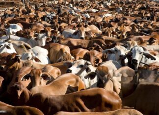 Sallah Support: Turkiye to Distribute 6,000 Cows to Needy Nigerians