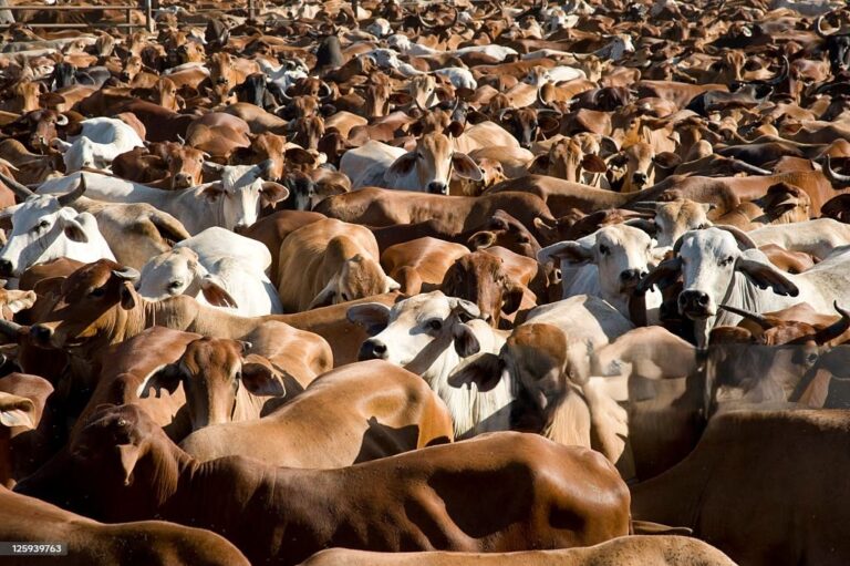 Sallah Support: Turkiye to Distribute 6,000 Cows to Needy Nigerians