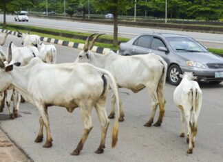 Open Grazing Ban Still in Force: Offenders Face Three-Year Jail Term In Ogun