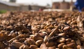Nigeria Records All-Time High Cocoa Export Earnings, Hits N1.23 Trillion in Q1 2025