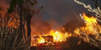 Nigerian Army Crushes Bandits in Kwara: Destroys Camps, Rescues Victims in Operation Forest Flush