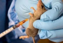 Lassa Fever Alert: Kwara EPA Threatens Sanctions for Food Vendors, Garri Processors Over Poor Hygiene
