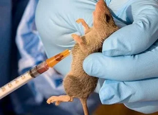 Lassa Fever Alert: Kwara EPA Threatens Sanctions for Food Vendors, Garri Processors Over Poor Hygiene