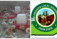Inside Ado-Odo/Ota’s 2,000-bird poultry project aimed at jobs, revenue and food security