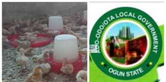 Food Security Boost: Ado-Odo/Ota Poultry Farm Records Early Success as Over 1,000 Layer Chicks Thrive