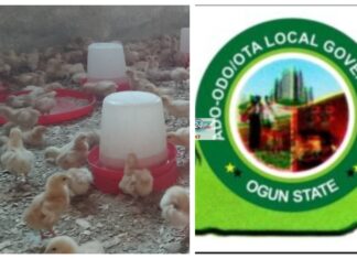 Food Security Boost: Ado-Odo/Ota Poultry Farm Records Early Success as Over 1,000 Layer Chicks Thrive